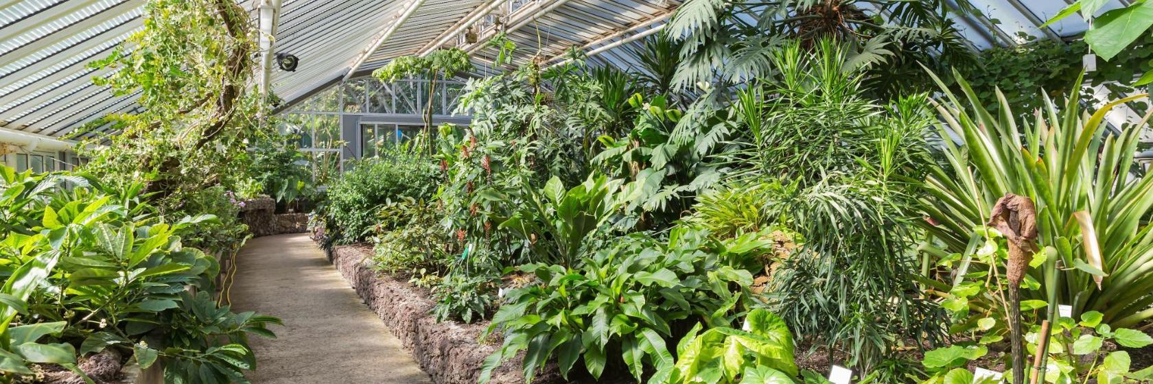 Berlin botaniske hage